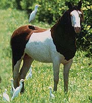 photo of Horse