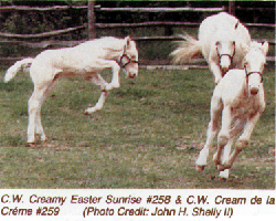 American Cream youngsters at play