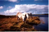 Eriskay ponies in their natural habitat