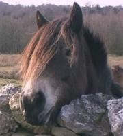 Lily, an Exmoor Pony and staunch supporter of EPIC's work