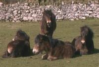 Exmoor Ponies relaxing!