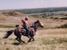 The Nokota Horse