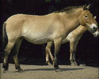 The Mongolian Horse