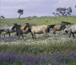 A group of Sorraia horses