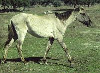 The Sorraia horse