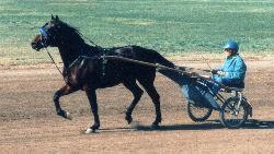A Standardbred on the race track