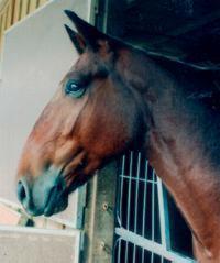 A typical Standardbred