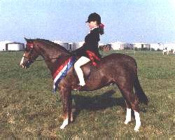 Welsh Part Bred Pony    "Cottrell Statement"