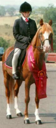 A Caspian Arabian stallion, Darkhorse Dorian