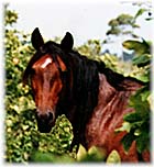 horse photo