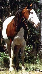 photo ofhorse