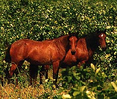 photo of horses