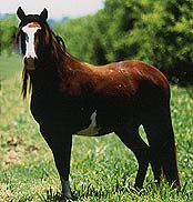 photo of Horse