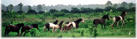 photo of horses