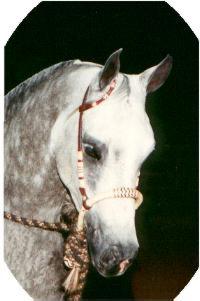 An Arabian horse