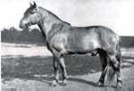 The Bashkir Horse