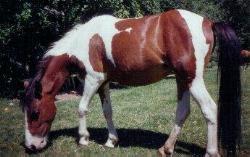 A classis example of a Chincoteague Pony