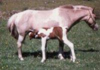 A Chincoteague pony mare and foal
