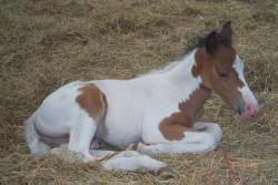 Seafoam, a Chincoteague Pony colt