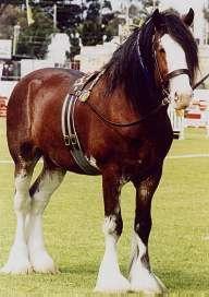 The Clydesdale Horse