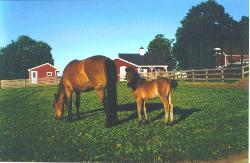 Thistlewood mare & foal