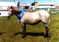 An Eriskay showing the typical conformation of the breed.