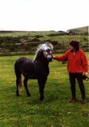 Ptarmigan - An Eriskay stallion