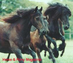 Friesian Mares and Foals