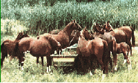 Gidran mares and foals