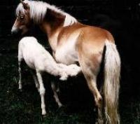 The Gotland Pony