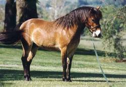 The Gotland Pony