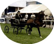 A Hackney showing the typical action of the breed.