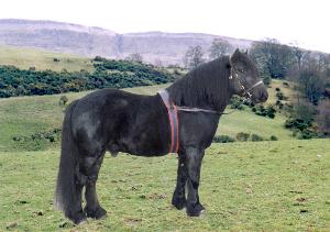 Kestrel, one of the stallions at Fourmerk Highlanders