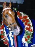 Guaranteed Perfect, 1997 World Grand Champion Racking Horse
