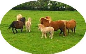 Shetland mares and foals