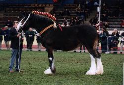 Champion Mare Archid Rosemary owned by A. Bull, Cheshire, UK