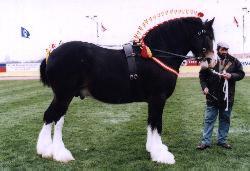 Champion Stallion Toc Hill Sir Alfred owned by J. R. Richardson, S. Yorkshire, UK