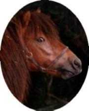 A Skyros pony