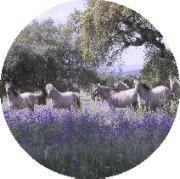 A herd of rare Sorraia horses