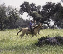 Portuguese vaquiros riding Sorraia geldings