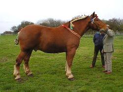 The Suffolk Punch