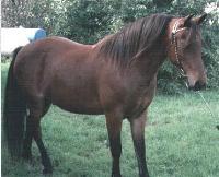 The Welara Pony