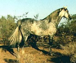 The Welara Pony