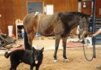 A horse receiving treatment