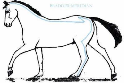 The Bladder Meridian. 