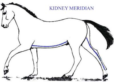 The Kidney Meridian