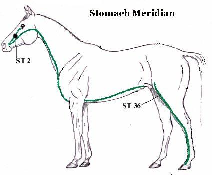  The Stomach Meridian