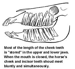 The equine teeth