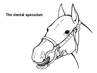 The dental speculum