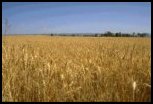 Grain Crop